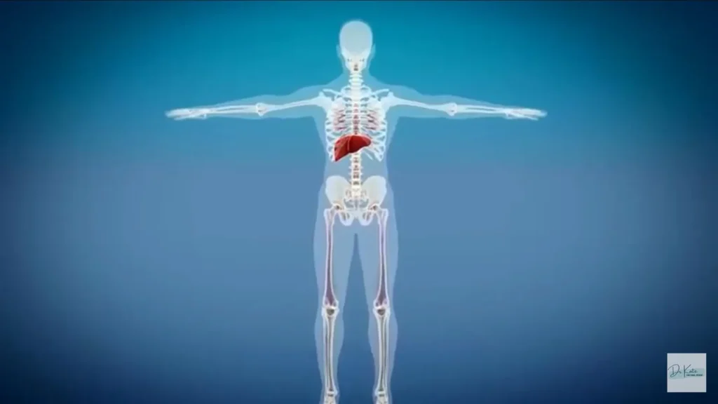 How long does Mounjaro stay in your body, Food to avoid on Tirzepatide, organs